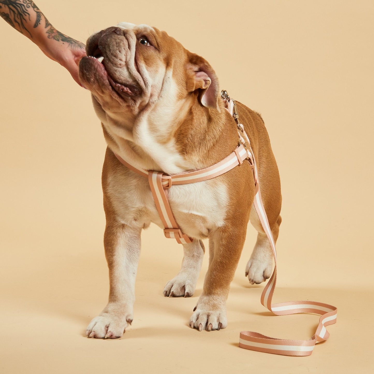 Champagne Stripe Fabric Dog Harness
