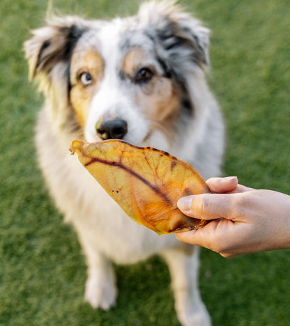 Jumbo Pig Ears