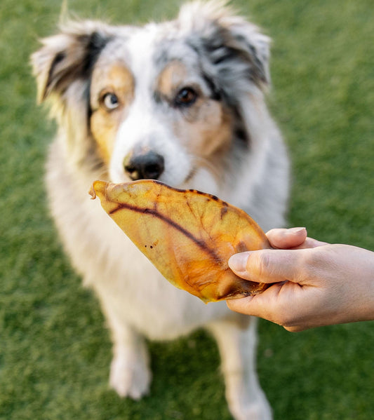 Jumbo Pig Ears