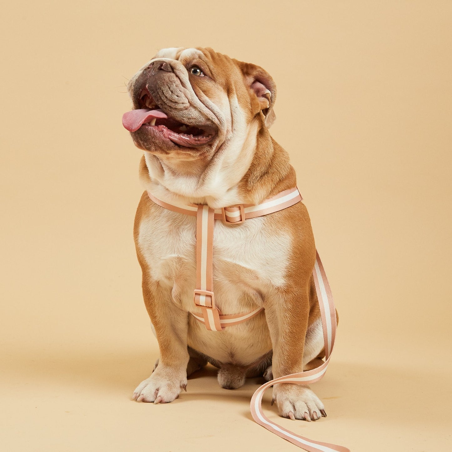 Champagne Stripe Fabric Dog Harness