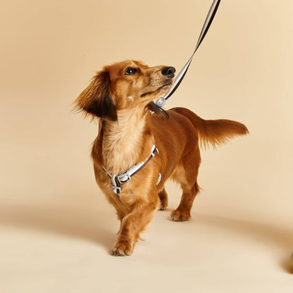Liquorice Stripe Fabric Dog Harness